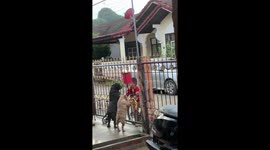 Sweet toddler greets two dogs through garden gate