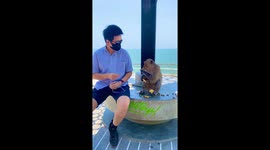 Mannerless monkey snatches banana then SLAPS man feeding him