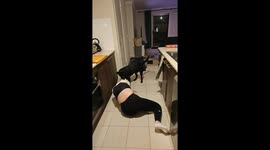 Owner left laughing as pet Labrador drags her around kitchen by hoodie