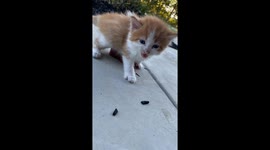 Newborn kitten goes viral for looking exactly like Ed Sheeran