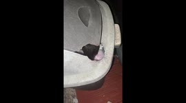 Unexpected rat escape: startling trash can dash caught on camera in West Java