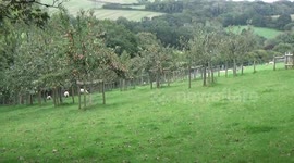 A generic Video of an Orchard full of apples ripening in the sun with sheep munching