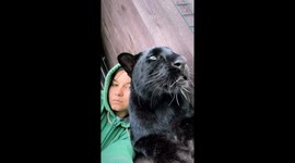 Crybaby panther: Luna's vocal serenade from Siberia