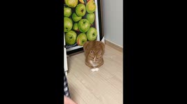 Mango's remarkable communication skills: a heartwarming encounter in South Korea