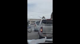 Aggressive wild monkeys attack cars in queue of traffic