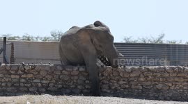 Young elephant escapes from reservoir after breaking in to earn himself sneaky dip in Namibia