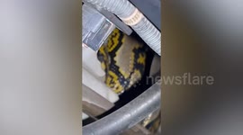 Rescuers pull an all-nighter extracting python from car engine