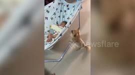 Sweet pet chihuahua clamors for look at newborn baby being rocked in cradle