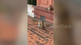 Wild monkeys remove fleas from their friends