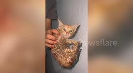 Heroic rescue sees man cut open pipe to retrieve trapped kitten