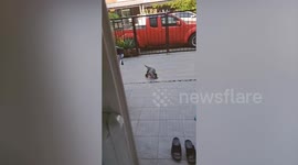 Monitor lizard wanders around family’s driveway