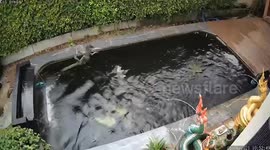 Wild monitor lizard feasts on carp fish at family's garden pond