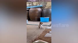 Cute puppy waves paws to copy owner who is asking him to come