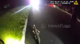 Police capture runaway alligator after two weeks on the run
