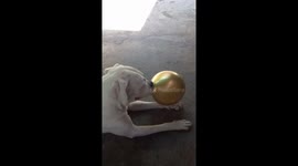Dog Helps To Inflate The Balloons