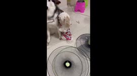 Dogs Pose For Forgiveness