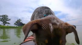 Kayaking Puppy Falls Overboard