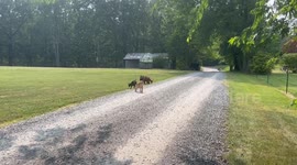 Girl Chases Her Pygmy Goats