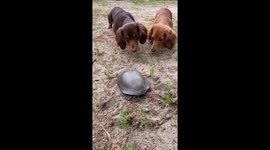 Curious Dachshunds Check Out Turtle