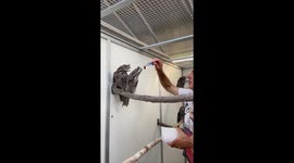 Feeding the Frogmouths