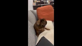 Puppy Goes Too Hard at the Biscuit Factory