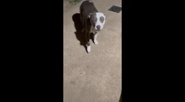Artemis The Cicada Huntress