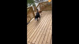 These Dogs Don't Need Humans to Play Fetch