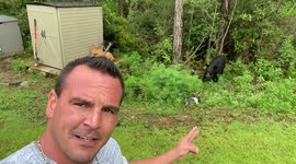 Yorkie Acts Tough in Standoff With Black Bear