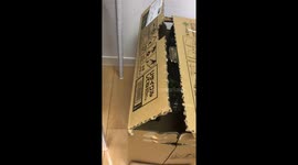 Rock Hyrax Hides in Cardboard Box