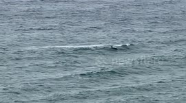 Dolphin Pod Plays in the Waves