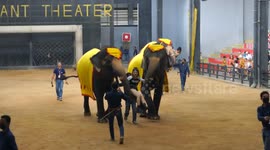 A Chinese tourist gets an unusual ride from two large elephants at a show in Pattaya.