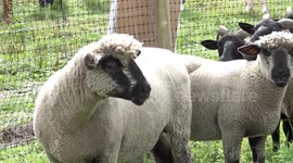 Sheep begin grazing on Hampstead Heath in London, UK