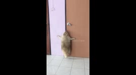 This pet raccoon jumping to reach a door handle is too cute