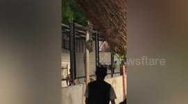 Huge python caught slithering over school building in the Philippines