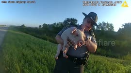Ohio police rescue piglet that fell from transport truck
