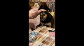 Rekindling joy: heartwarming moment as Moscow pet owner soothes sad dog