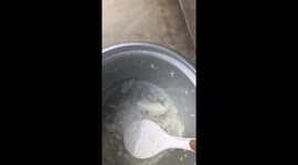 Harmonious feeding routine: singing to gather the flock