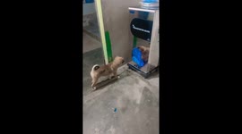 The confused puppy barked at Their own reflection in the mirror