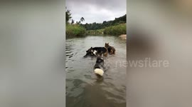 Siberian Husky and German Shepherd dogs play with each other on river