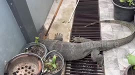 Large monitor lizard hiding in family’s back garden rescued