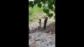 Drunk monkeys caught swigging from cans of beer stolen from angler's ice box