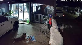 Siberian Husky pulls bed sheet from clothesline and plays with it while no one looks