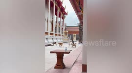 Two stray dogs square off like rutting stags on temple grounds
