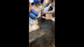 Preparación de oso pardo diente