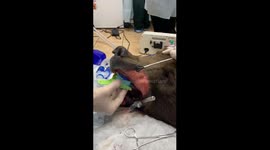Tom, el oso pardo. Reconstrucción  del colmillo