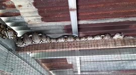 Large python caught hiding in chicken coop regurgitates hen