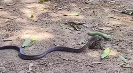 Bungling cobra gives up trying to eat slippery toad hopping away from it