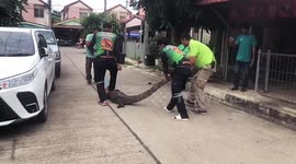 Huge 40kg monitor lizard caught under family's car in Thailand