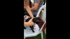 Market stall holders dress stray cat in Hawaiian aloha shirt