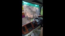 Huge wild elephant sniffs around truck held up on mountain road
